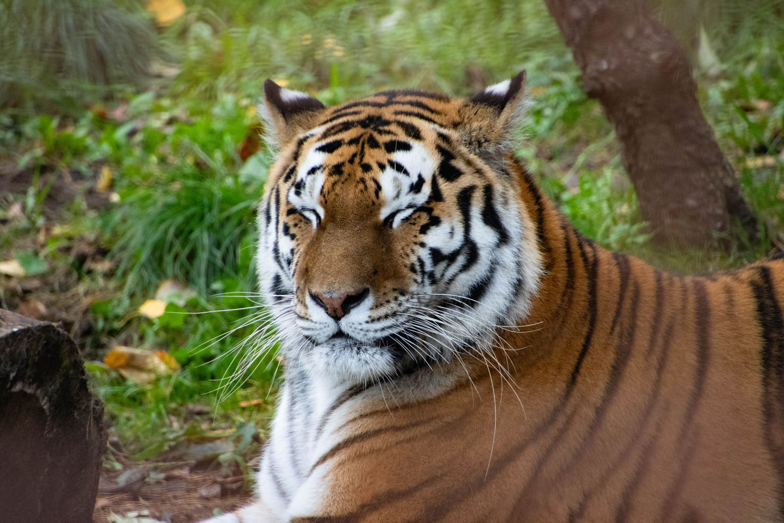 Tiger med lukkede øjne